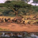 Wilderness Experience