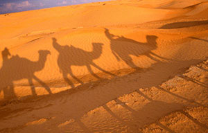 Wilderness Experience Tour Operator