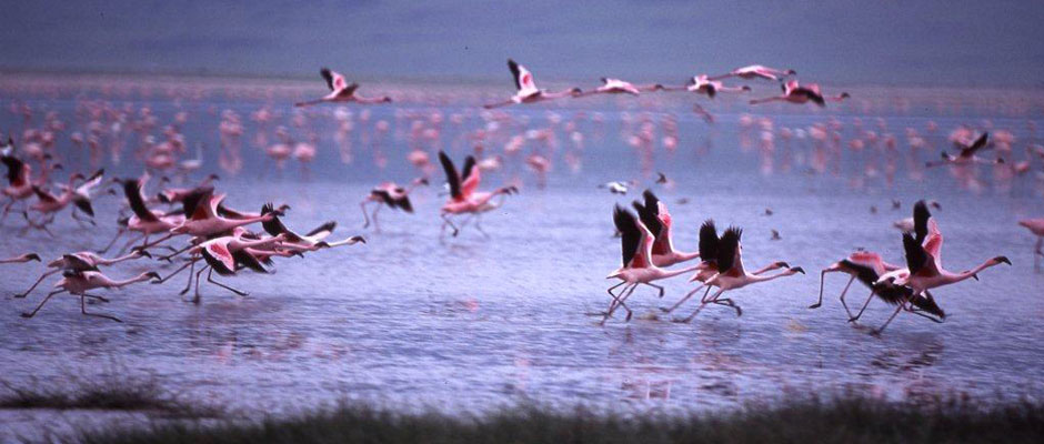 Wilderness Experience Tour Operator
